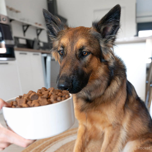 Ultra Premium Croquettes Sans Céréales 12kg - Original - Chien Adulte Toutes Tailles